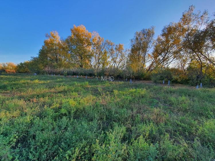 Teren de vânzare “Dumbrava Minunata” în Domnesti, Ilfov - 2
