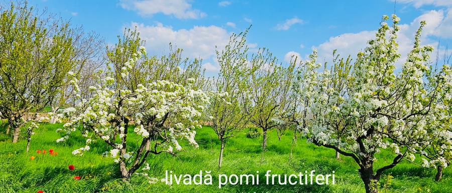 Casă și teren intravilan in zona industriala pentru investiții  - 5