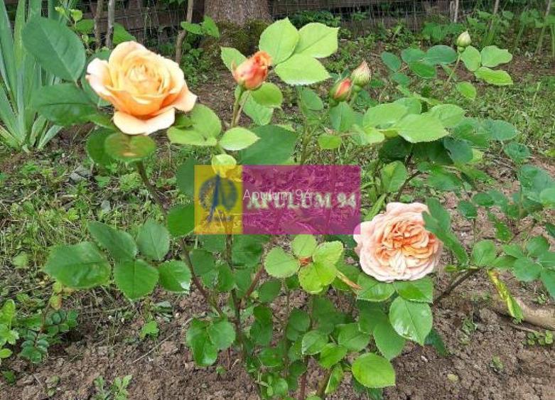 Casă de vânzare în Provița de Jos - 53