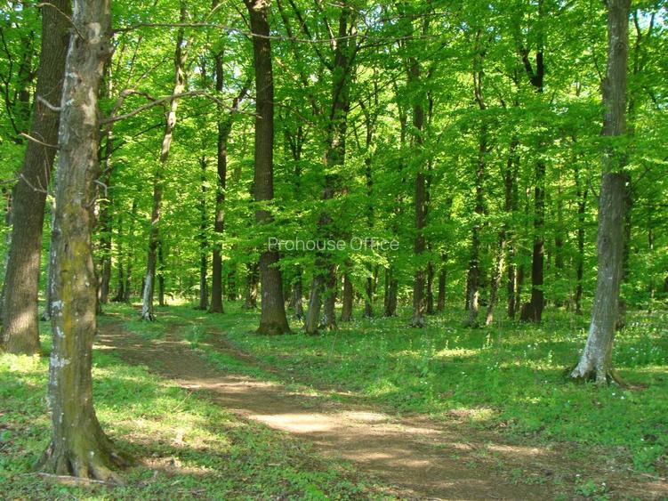 SNAGOV VANZARE TEREN EXTRAVILAN GROPA PORCULUI - 3