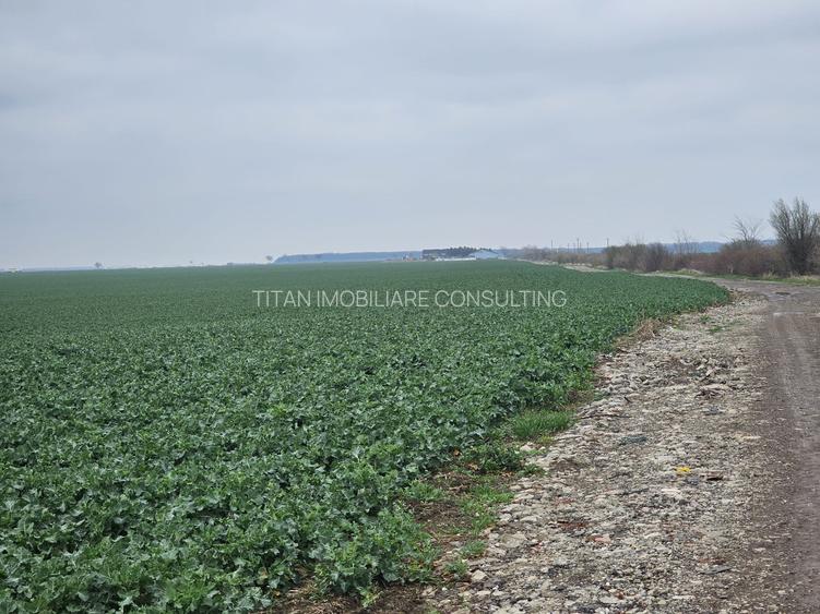 Teren agricol 19Ha comasate 346mx548m la 800m distanta fata de DN2 - 2