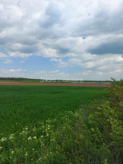 SCROVISTEA, TEREN INTRAVILAN, 3,5 HA – 75 ML FRONT STRADAL + 75 ML LA PĂDURE - 6