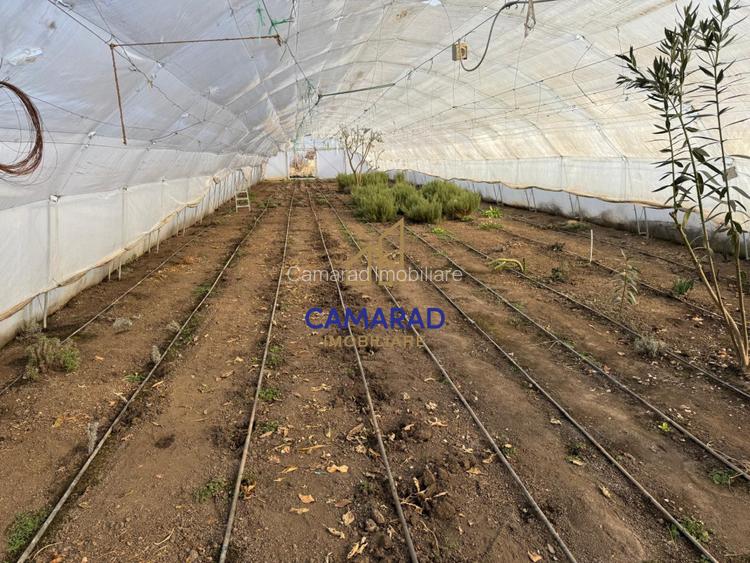 Teren intravilan vanzare - 2.750 mp – Darvari/Tamadalu Mare (judetul Calarasi) - 4