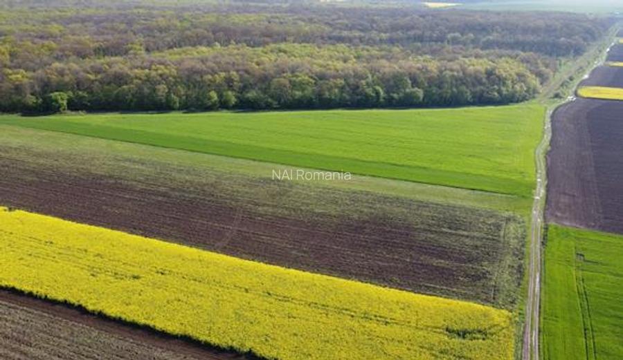 Vanzare Teren Central, Moara Vlasiei - 5