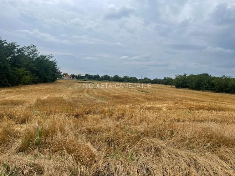 NOU! TEREN INTRAVILAN | LA LIMITA CU SEC 4 | OPORTUNITATI | JILAVA - 3