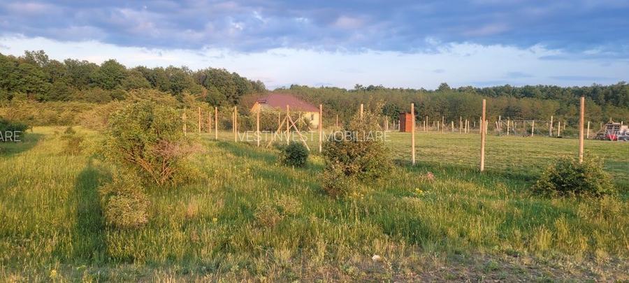 Teren intravilan in Gepiu - 2