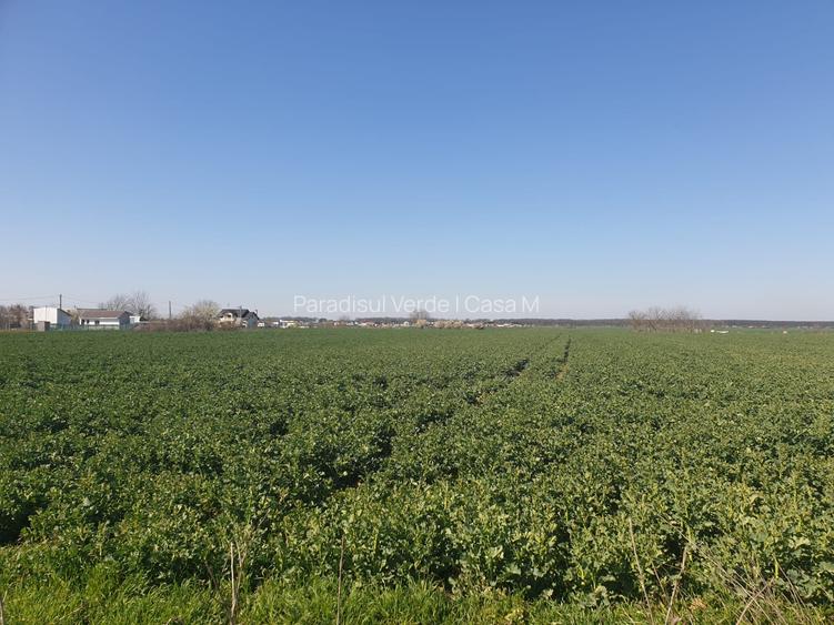 Moara Vlasiei | Teren 13000 mp | Nod A3 | Proprietar | Utilitati | PUZ - 5