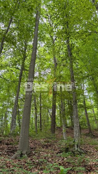 PĂDURE DE VÂNZARE – 17 HA – VALEA MARE, COMUNA BĂLILEȘTI, JUDEȚUL ARGEȘ - 5