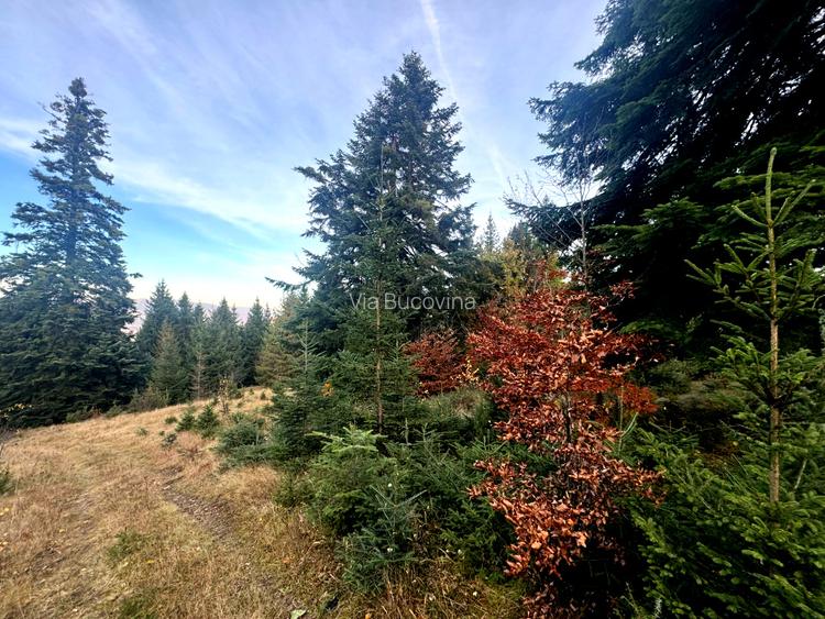 Vanzare 5,3 ha pasune deasupra Voronetului Suceava - Proiect Turistic - 17