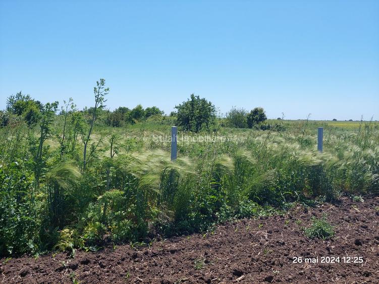 Teren  intravilan  540 mp / Vama Veche - 10