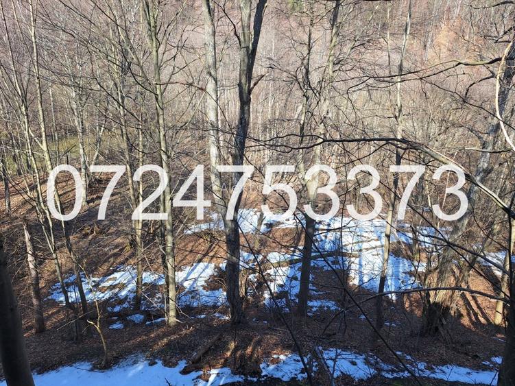 Cabană intravilan, teren 527mp lângă pădure și râu, Valea Popii, Mâneciu - 5