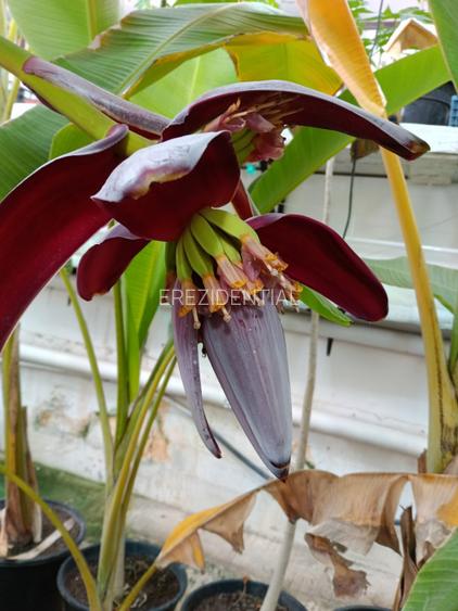 Casa Rahova -Alexandriei ,teren 560 MP - 10