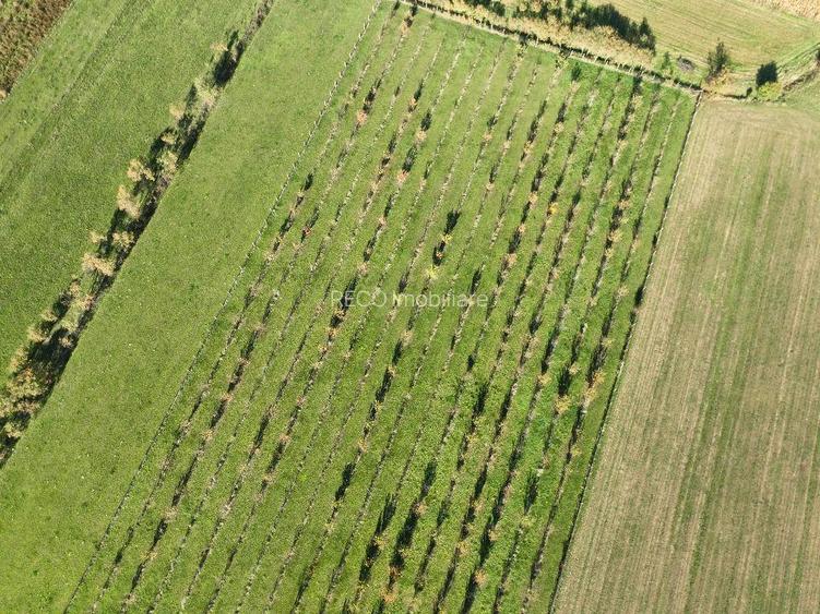 RECO, Teren cu livada de ciresi, Zona Auseu, Bihor - 12