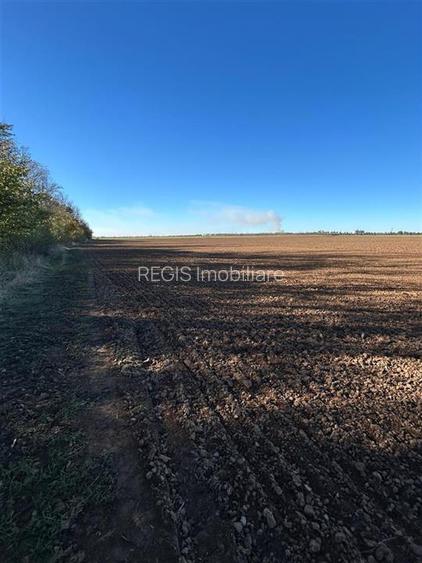 Magnolia Village | Teren 30.000 mp perfect pentru dezvoltare - 6