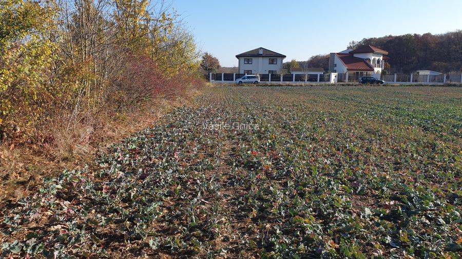 Balotesti teren intravilan 14036 mp Arc padurea Codrii Vlasiei - 4