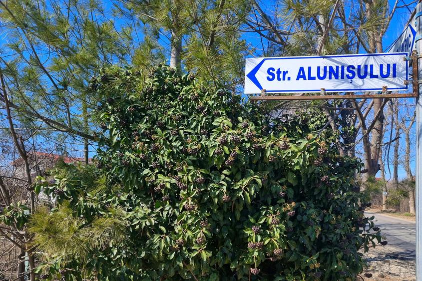 Teren intravilan 13175mp utilitati Ciolpani Strada Alunisului - Padurea Snagov - 6