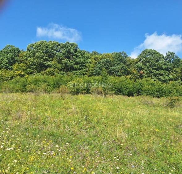 Teren in Chinteni langa padure 1425mp front 70ml - 6