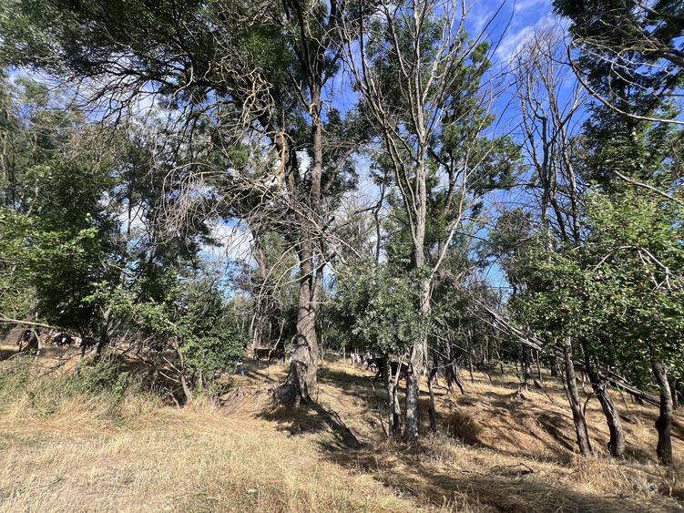 Teren intravilan, 4700 mp, dublu front stradal, la marginea Pădurii Cornetu