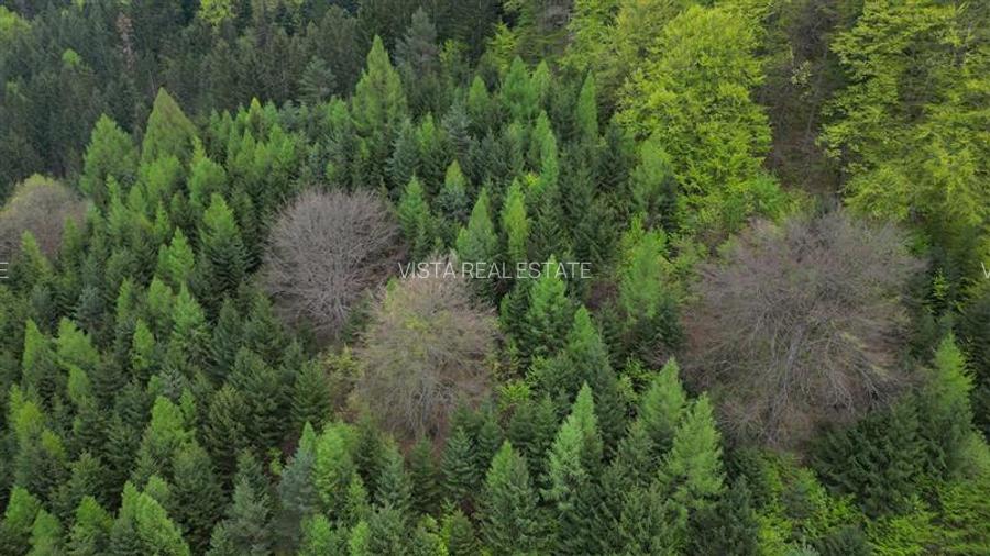 Teren 6500mp Dambu Morii - Bunloc, Brasov - 7