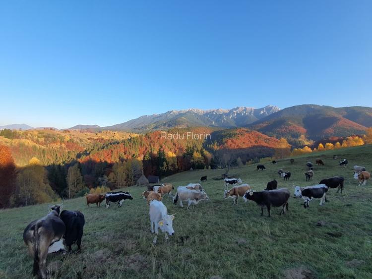 Loturi premium într-o comunitate restrânsă, cu vedere directă către Mt Bucegi - 3