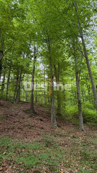 PĂDURE DE VÂNZARE – 17 HA – VALEA MARE, COMUNA BĂLILEȘTI, JUDEȚUL ARGEȘ - 6