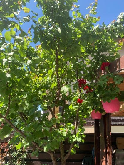 Vila superba, direct de la proprietar - 6