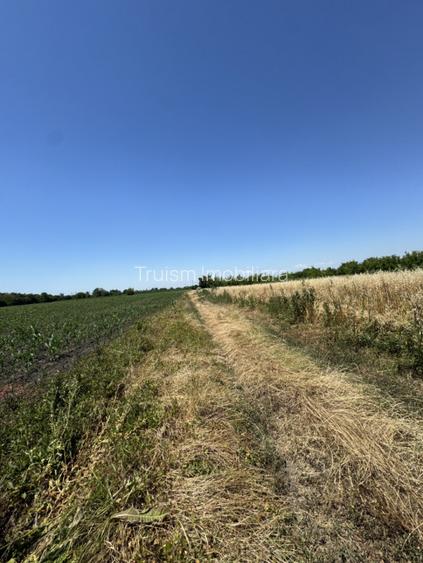 Teren intravilan 2999 mp, Com. Barcanesti, Sat. Ghighiu - 4