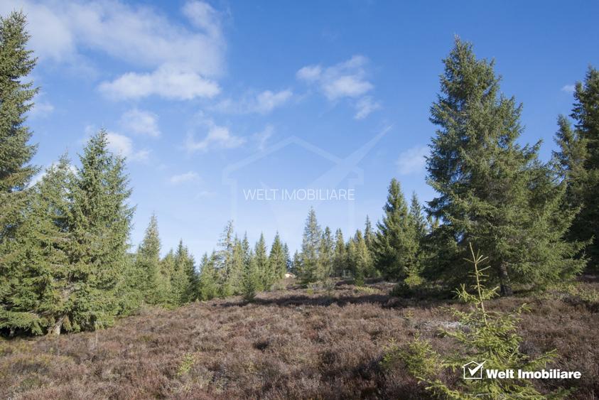 Se vinde teren cat un munte in Apuseni - Poiana Horea - 5