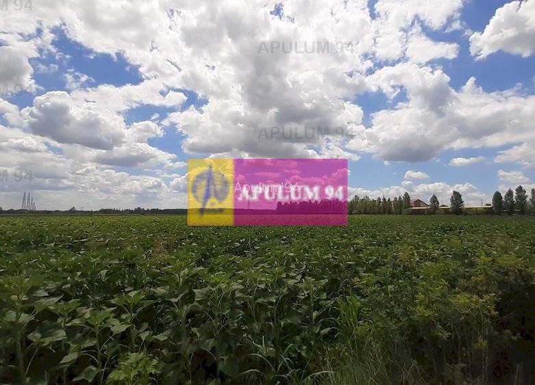 Teren 715mp în Snagov lângă Equestria - 18