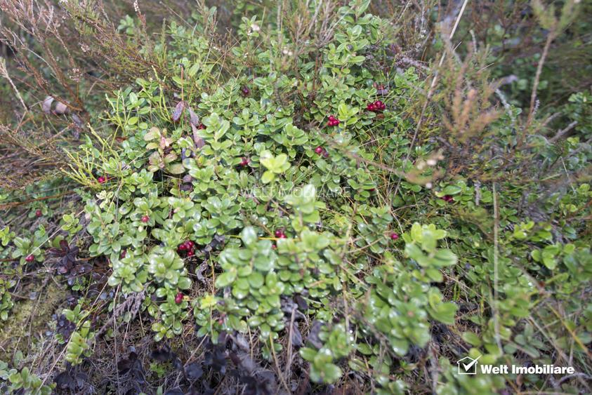 Se vinde teren cat un munte in Apuseni - Poiana Horea - 10