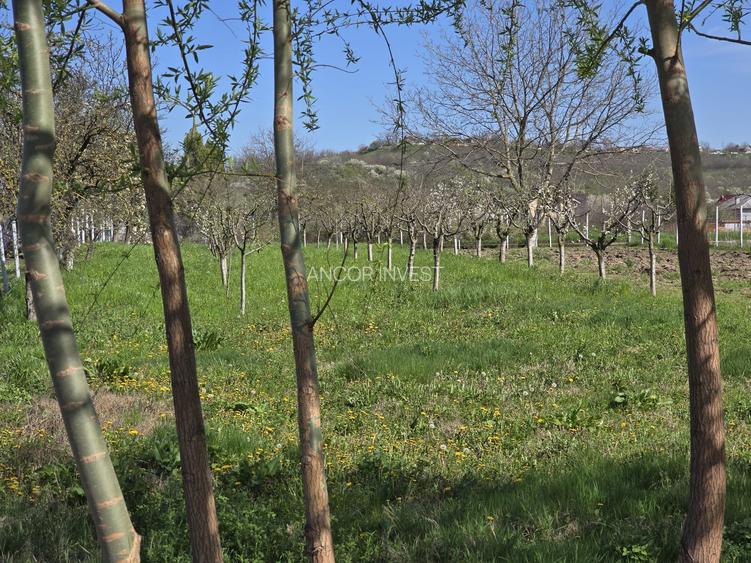 TEREN INTRAVILAN -1300 mp CURTISOARA - 17