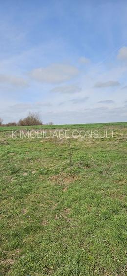 Afumati Balta Batal teren de vanzare 7000 mp - 5