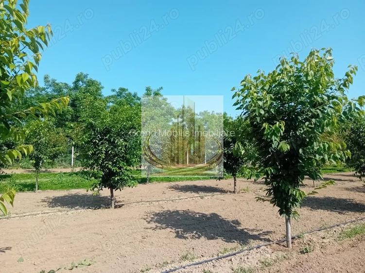 Vand/Schimb Livada Belint 16000mp - 2
