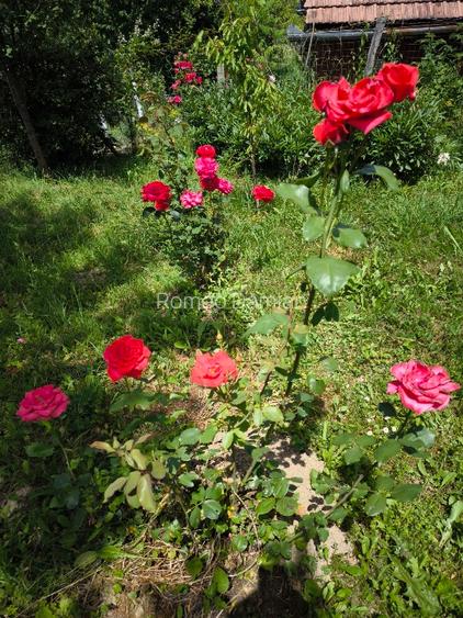 Teren cu cabana de vanzare - 13