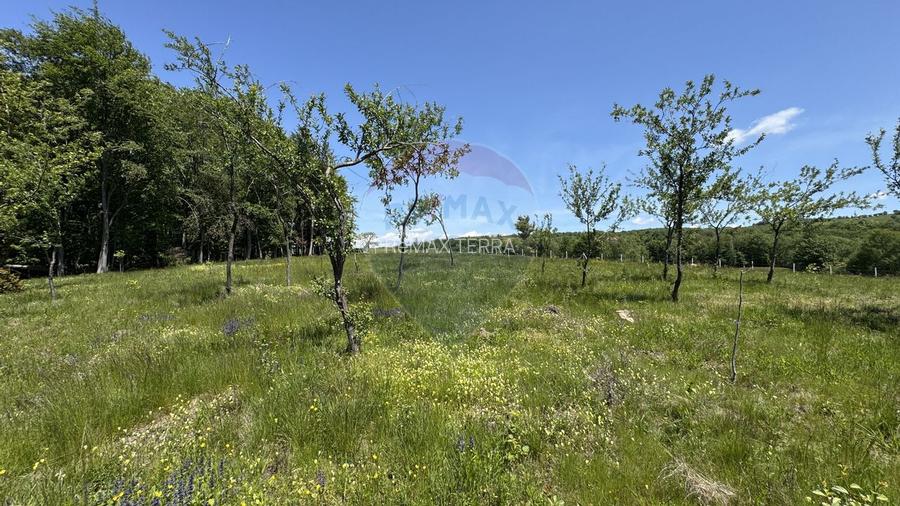 Teren intravilan de vanzare 55 600 mp Codru Butesii - 10