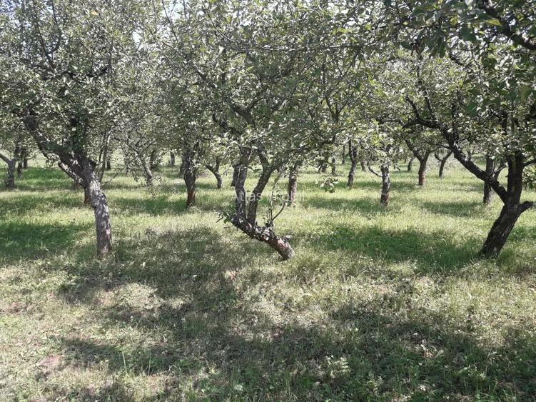 85 ari teren extravilan, intre case, la limita intravilanului Zona Valea Rusului - 4