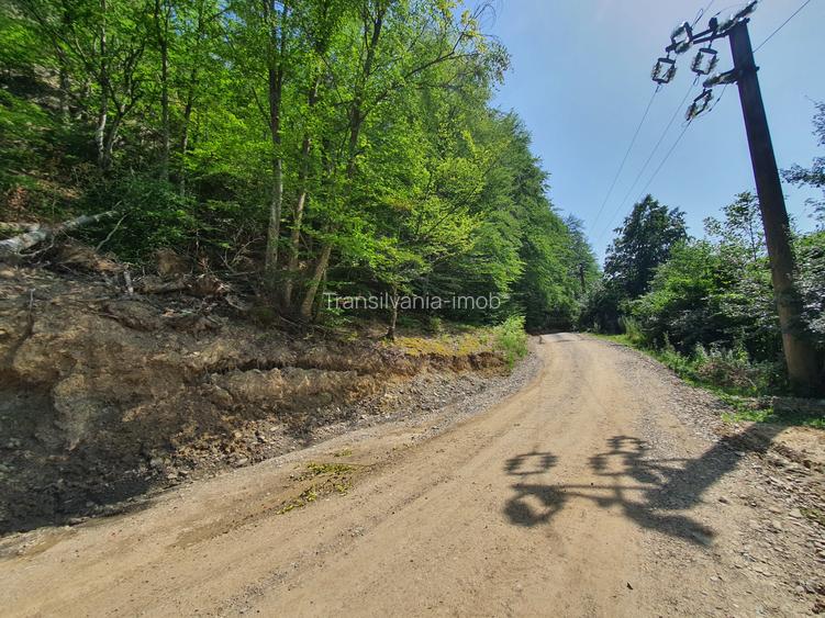 Padure zona Nehoiu  6H – 0,6 euro/mp - 4