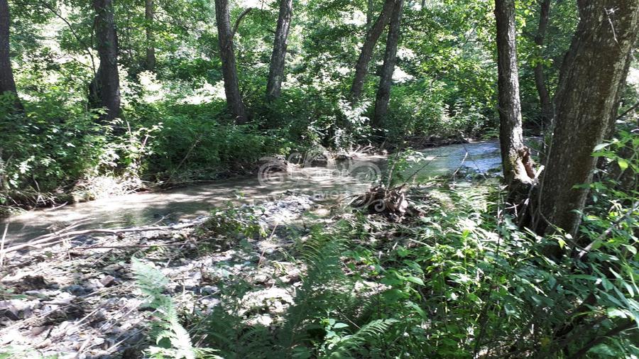 Vand teren si padure conifere in Albestii de Muscel. - 5