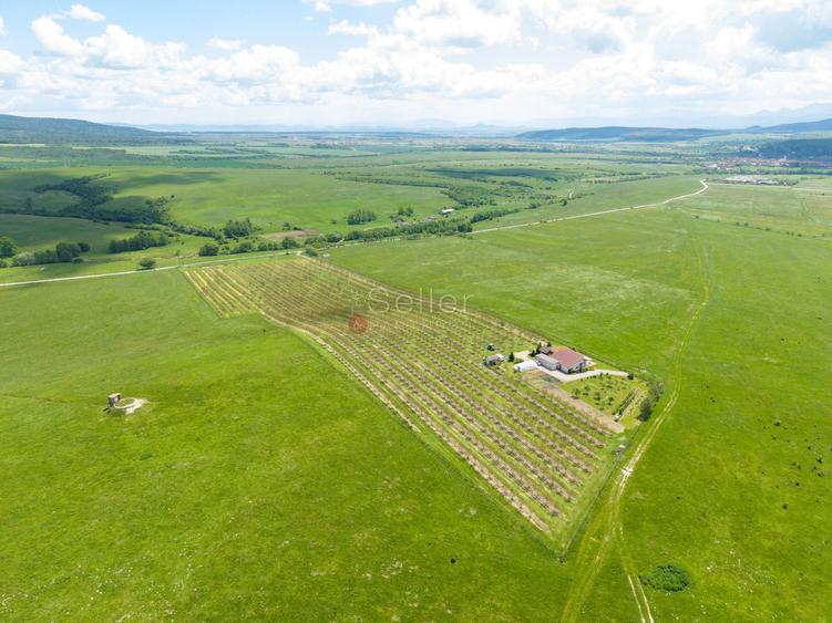 PROPRIETATE CU LIVADA MATURA DE NUCI SI POTENTIAL INVESTITIONAL
