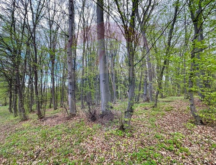 Teren cu suprafata de 10.000 mp I Faget