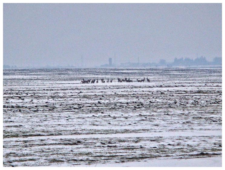Comunitate verde în mijlocul naturii. Teren langa Frumușani. 12 libere - 13
