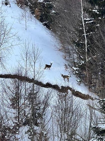 Raritate| Teren intravilan de vis de  6 ha de vanzare in Pestera Brasov - 22