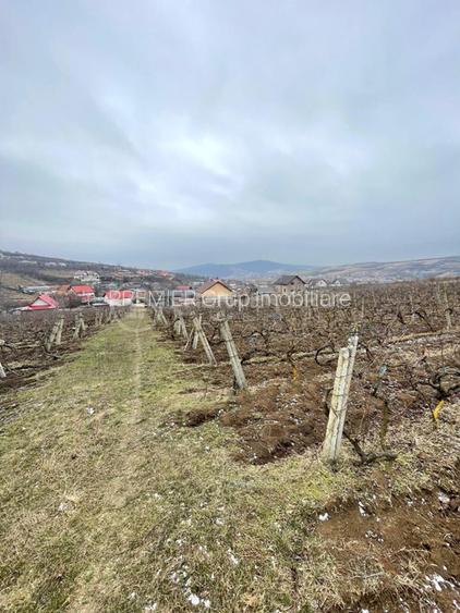 Teren intravilan 2.617mp, Chicerea, comuna Tomești - 3