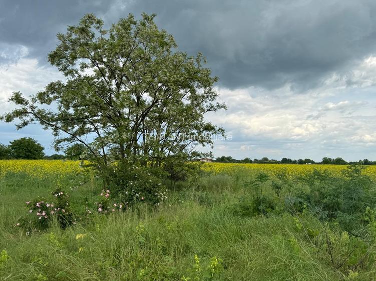 Vanzare Teren  intravilan 8000mp Adunati Copaceni Giurgiu - 2