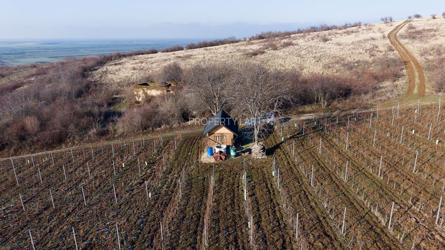 Vita-de-vie Premium  teren de 6800 mp în Covăsinț - 9