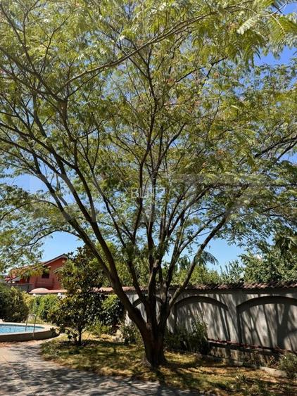 Vila de vanzare, cu 11 camere, 550 mp, zona Bariera Valcii - 5