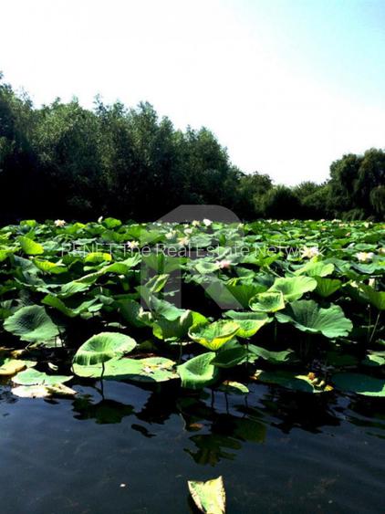 O Poveste de Vis pe Malul Lacului Snagov - 55