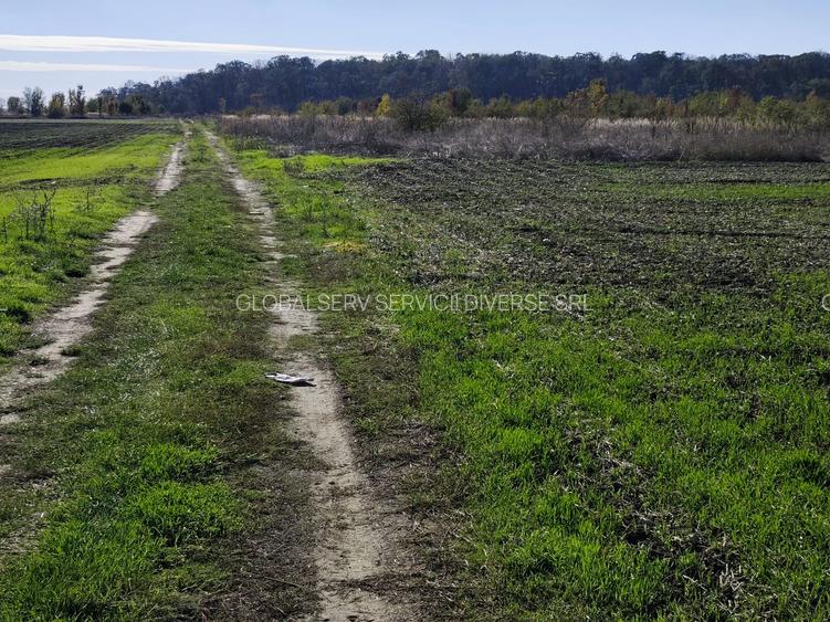 FARA COMISIOANE teren extravilan aproape de padure 5054mp merita vazut - 4