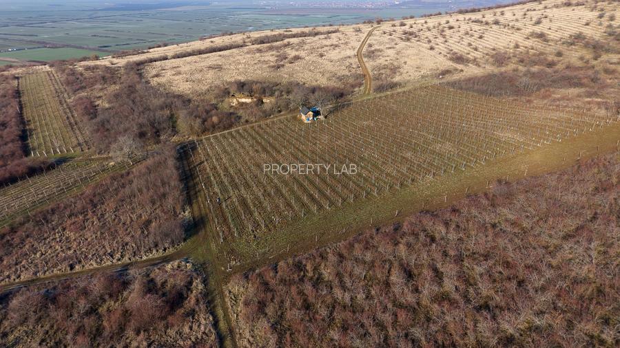 Vita-de-vie Premium  teren de 6800 mp în Covăsinț - 8