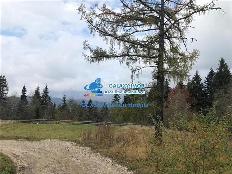 Vanzare teren 850 mp Predeal Cioplea - Belvedere - 2